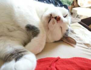 best updates buzzardcoding