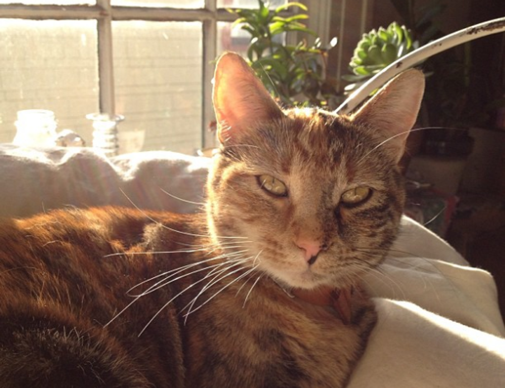 gfxprojectality latest tech by gfxmaker