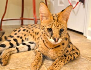 software tools gfxdigitational