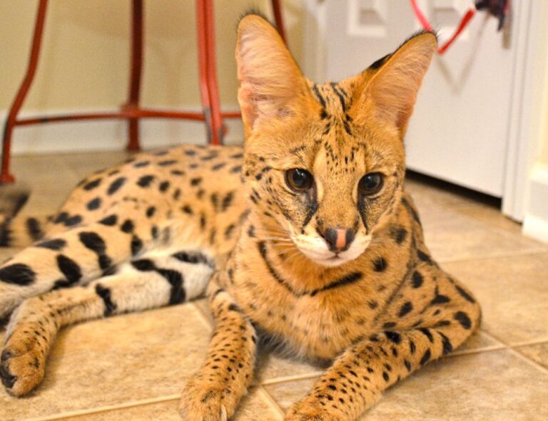 software tools gfxdigitational