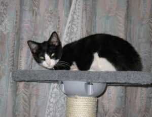 tips and tricks buzzardcoding