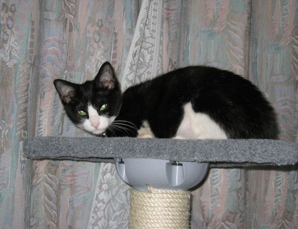 tips and tricks buzzardcoding