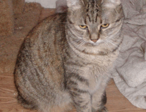 which ipad should i buy for digital art gfxrobotection