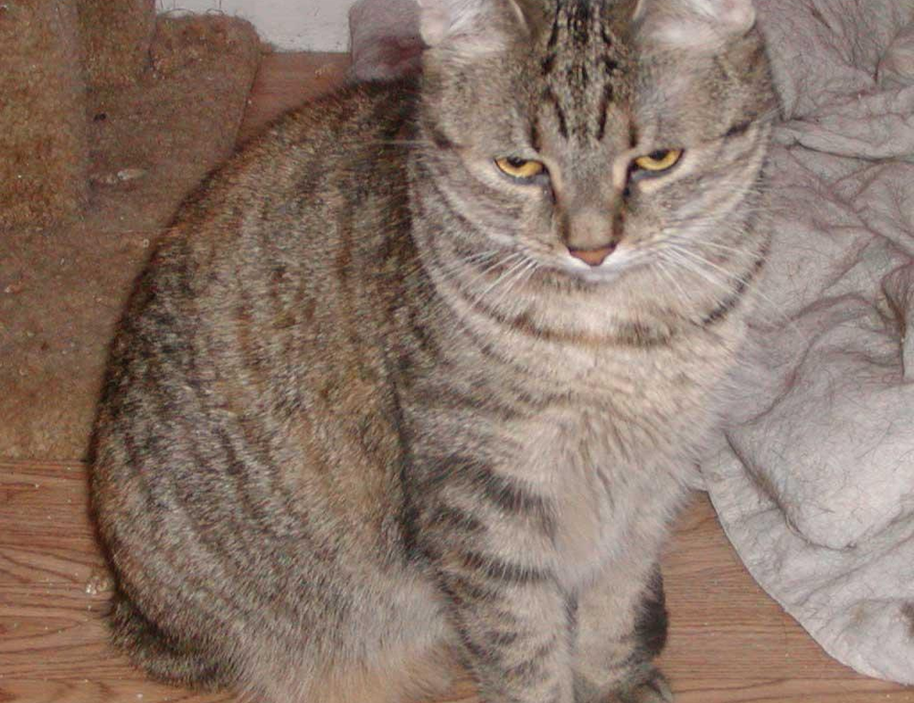 which ipad should i buy for digital art gfxrobotection