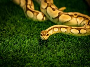 Dowsstrike2045 Python