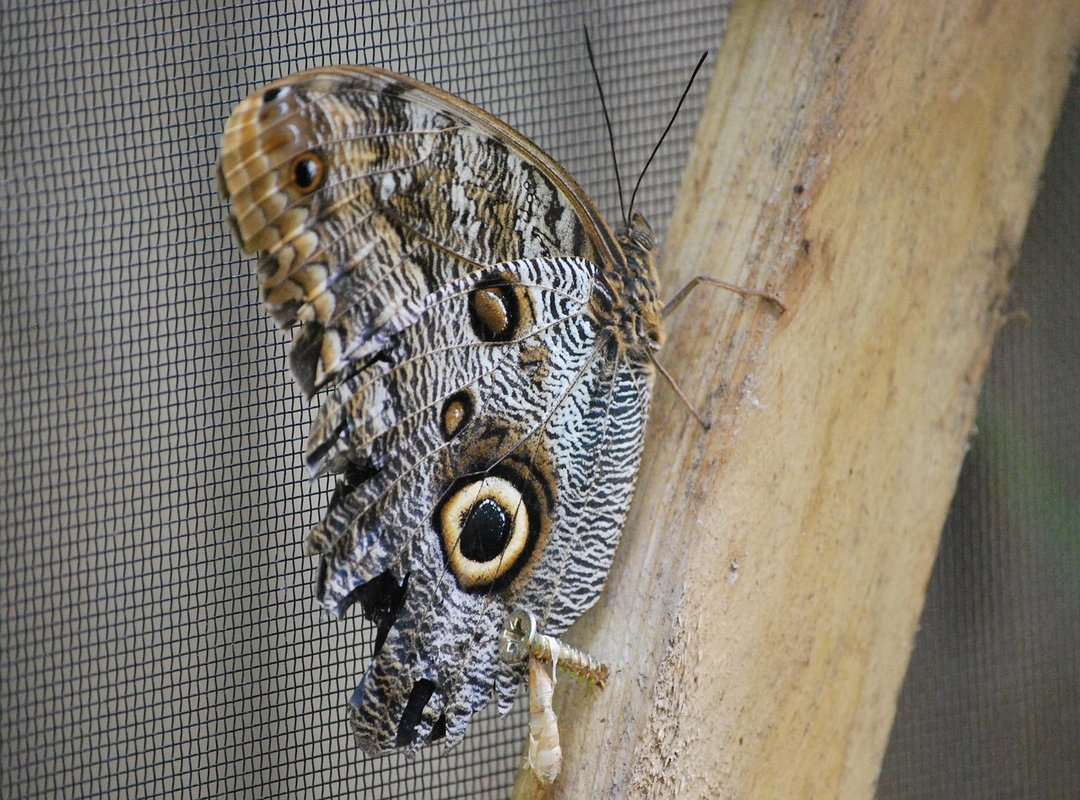 Mastering the Conversion