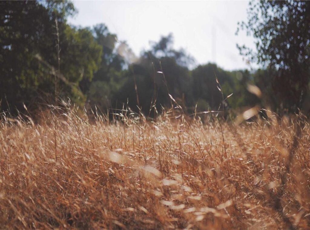 al nassr - al ain fc tijdlijn