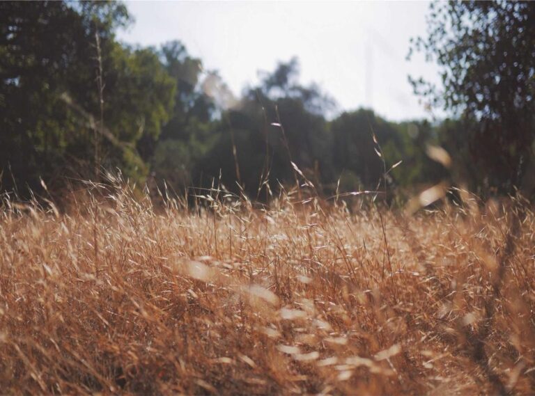 al nassr - al ain fc tijdlijn